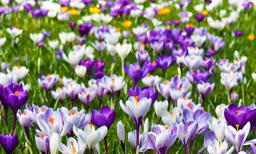 Image 6: Bulbes de crocus à grandes fleurs