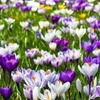 Image 6: Bulbes de crocus à grandes fleurs