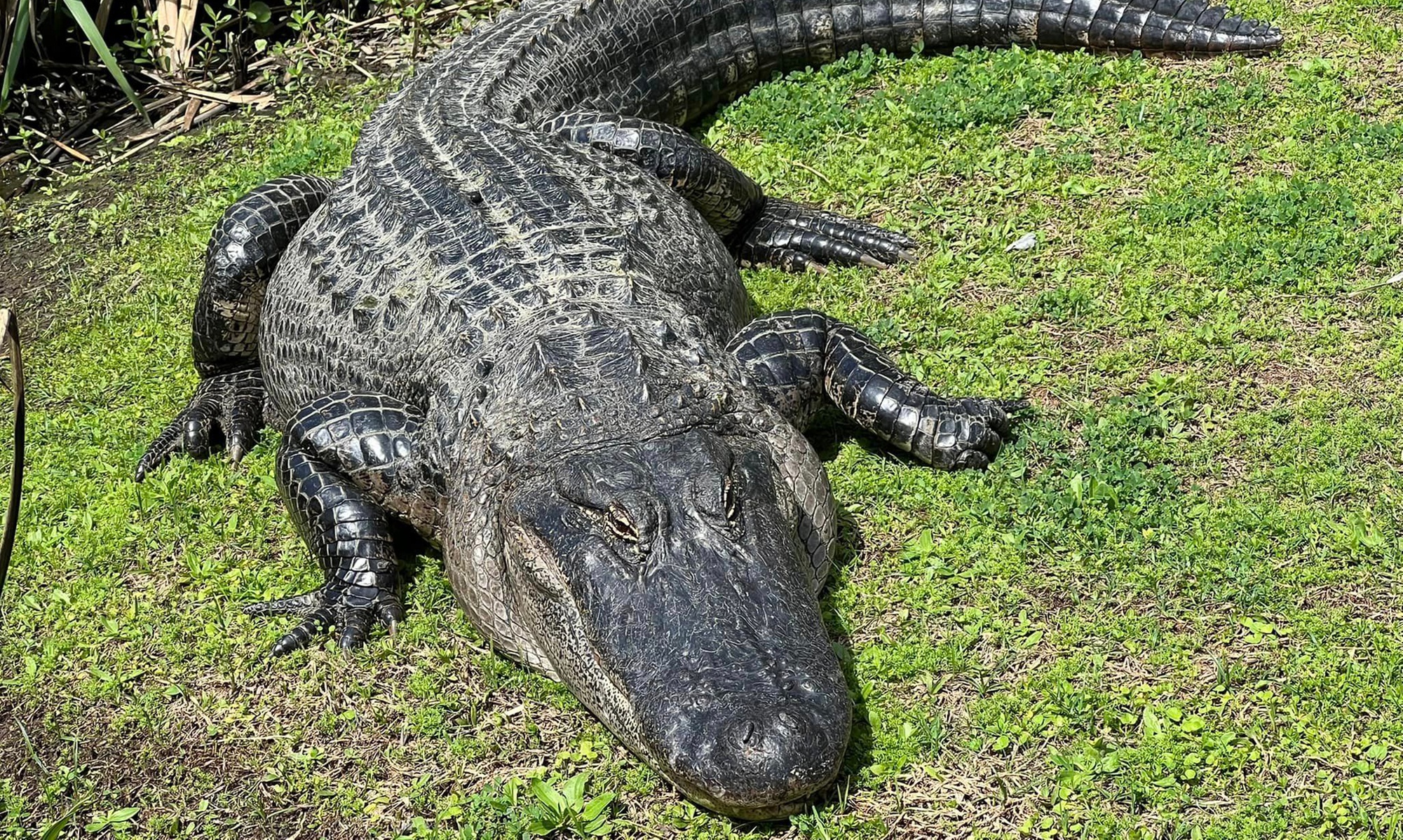Guided Swamp Boat Tour for Two Adults