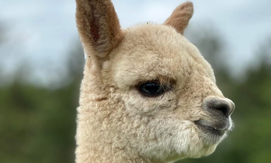 Image 7: Discover a Private Alpaca Farm Experience for a Family of 4, 5, or 6