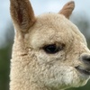 Image 7: Discover a Private Alpaca Farm Experience for a Family of 4, 5, or 6