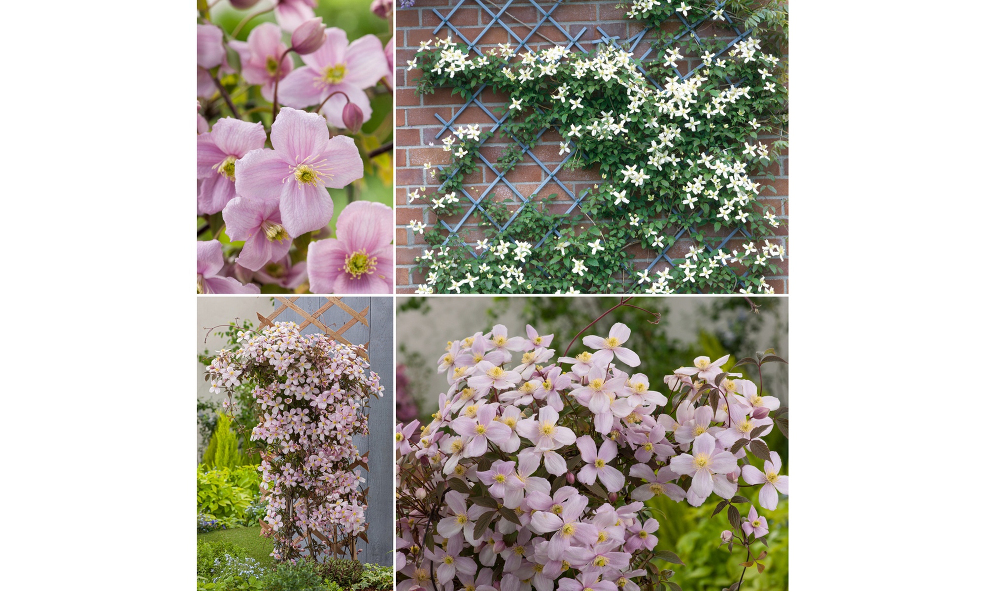 Lot de 3 Clematis au choix