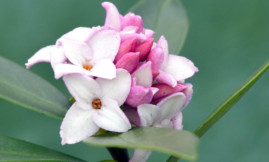 Image 3: Scented Daphne Transatlantica Fragrance - 1, 2 or 3 Potted Plants