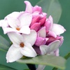 Image 3: Scented Daphne Transatlantica Fragrance - 1, 2 or 3 Potted Plants