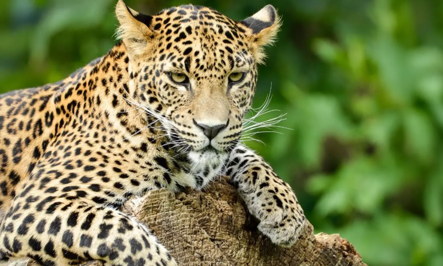 Découvrez plus de 300 animaux au zoo de Maubeuge