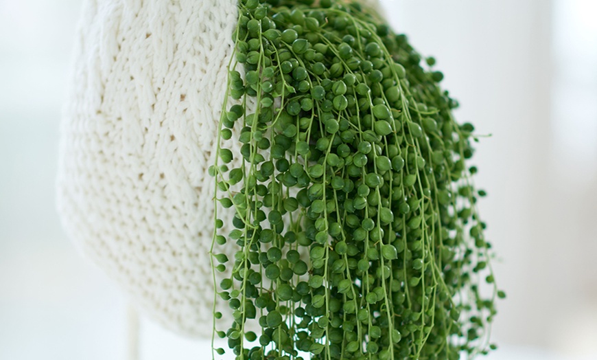 Image 6: Set hangplanten