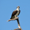 Image 2: 2 Hour Private Boat Charter for Up to 6 Guests 