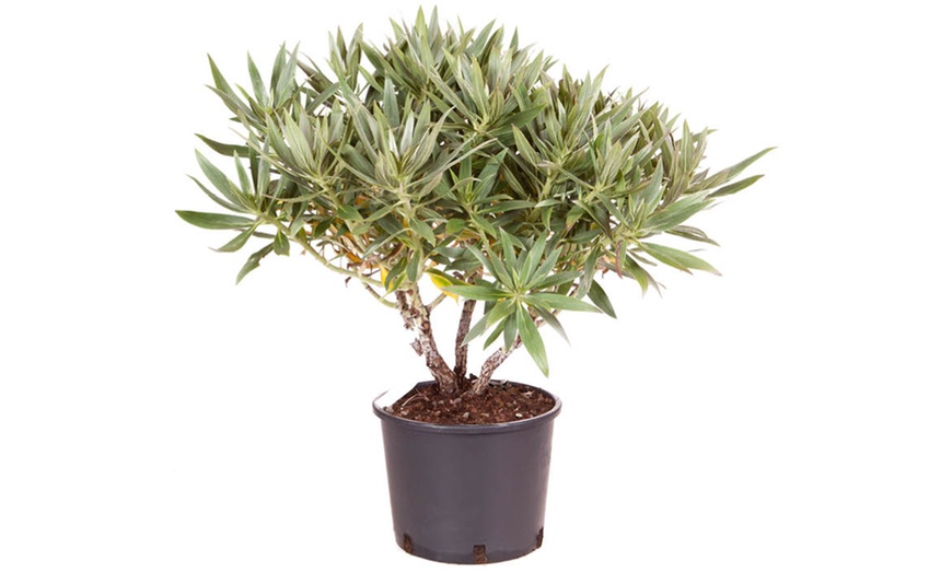 Image 4: Pride of Madeira Echium Candicans Biennial Shrub in 5L Pot