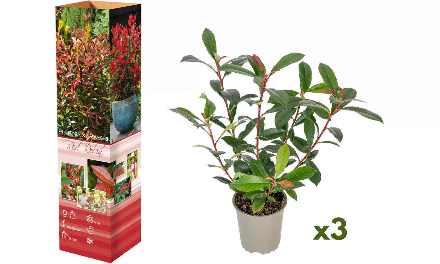 3x oder 6x Glanzmispel-Pflanzen „Red Robin"