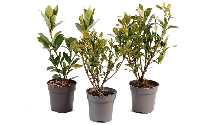 Image 2: Cape Jasmine Flower Collection