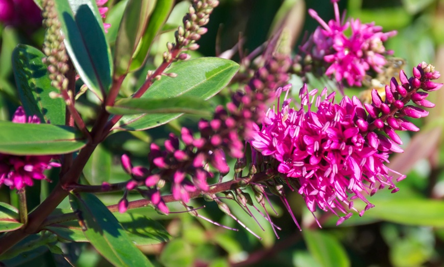 Image 3: Set de 6 o 12 plantas de Hebe Rootz