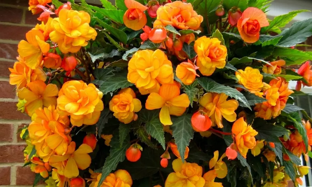 Up to 60-Pack Begonia Apricot Shades