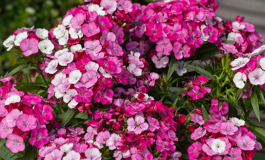 Image 6: 10 or 20 Sweet William Dianthus Dart Pink Magicia Plants