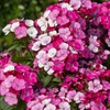 Image 6: 10 or 20 Sweet William Dianthus Dart Pink Magicia Plants