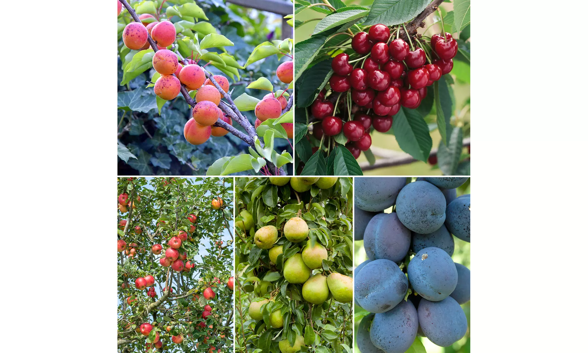 3, 5 of 10 fruitbomen