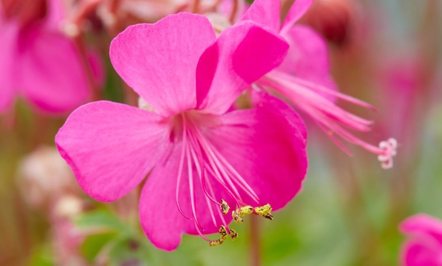 Image 4: One or Three Geranium 'Intense' 9cm Pot, Vibrant Neon Pink Blooms