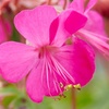 Image 4: One or Three Geranium 'Intense' 9cm Pot, Vibrant Neon Pink Blooms