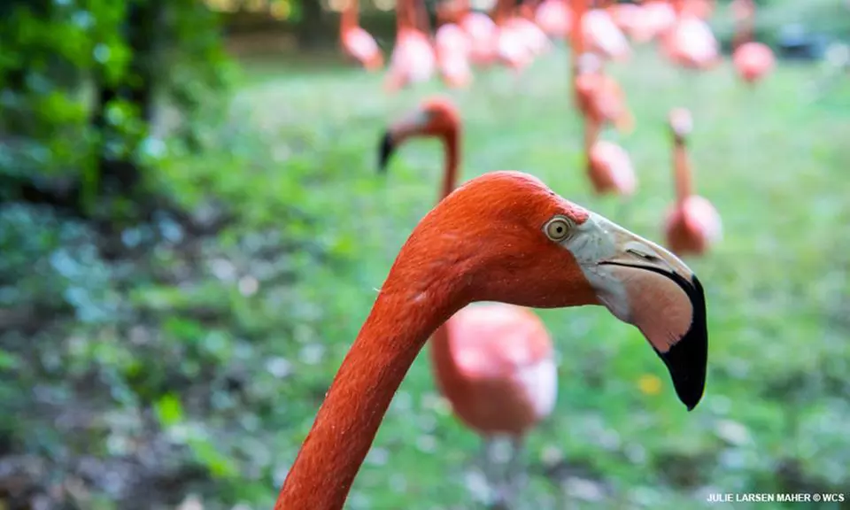 Admission for One Child or Adult to Bronx Zoo