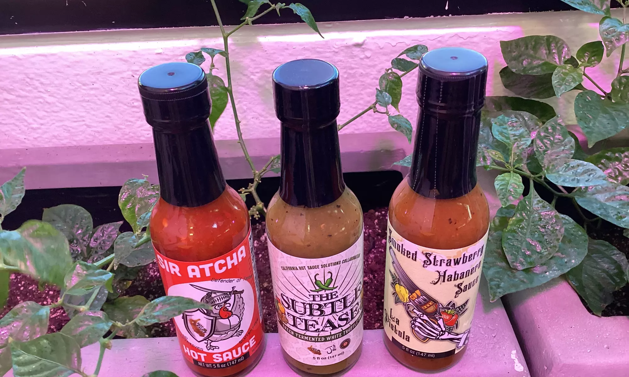 Explore Two CHSS Standard Bottles of Fiery Hot Sauces Today