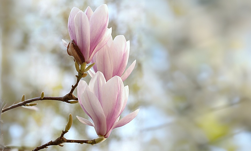 Image 6: 3er-Set Stern-Magnolien, Tulpen-Magnolie oder Magnolie „Susan