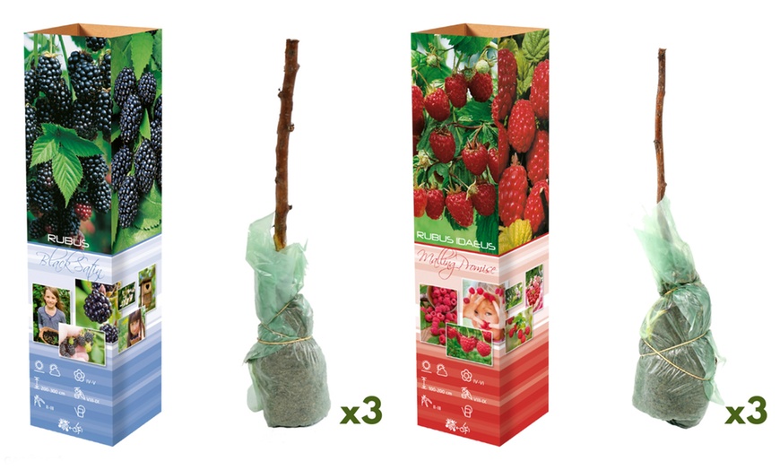 Image 3: Ensemble de 3 ou 6 plants de baies d'OH2