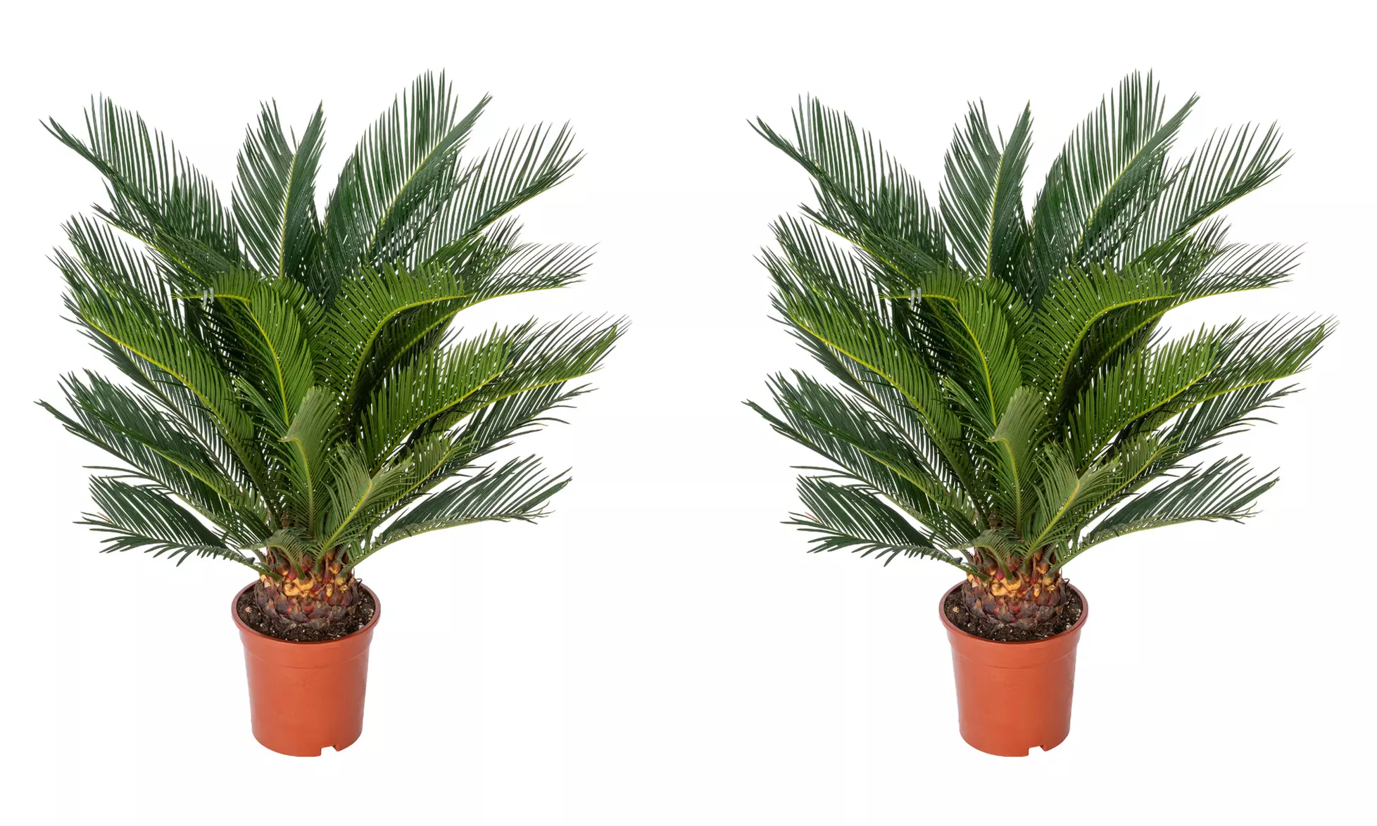 1 ou 2 Cycas du Japon "Cycas revoluta" de Gardenzo