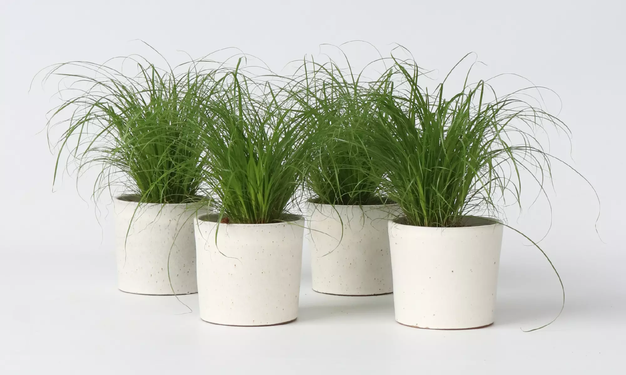 4x Zyperngras - Second Medium