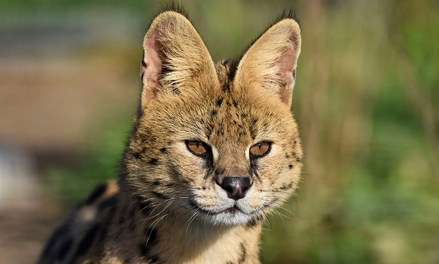 Image 6: Spannende Führung durch das Wildkatzenzentrum Felidae