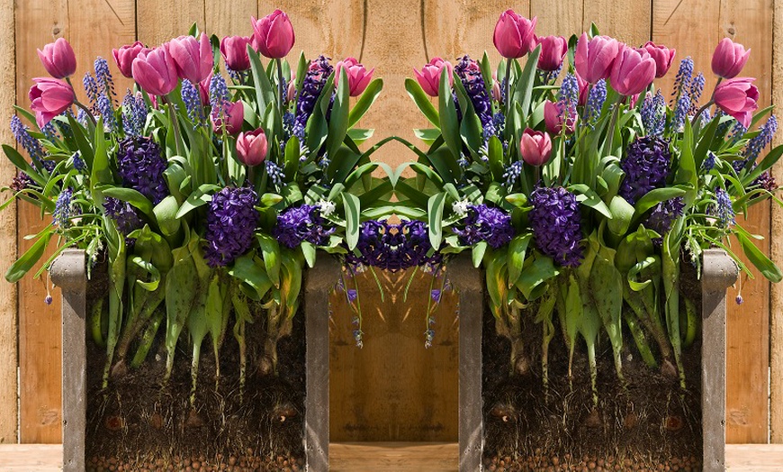 Image 1: Spring Lasagne Bulb Collection 75 Bulbs + Optional Patio Pot & Compost