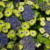 Image 1: Hydrangea Tellar Green Dream Plants