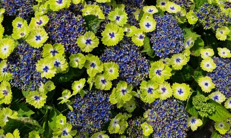 Groupon Unisex Green Hydrangea Tellar Dream Plants: Pink/ One