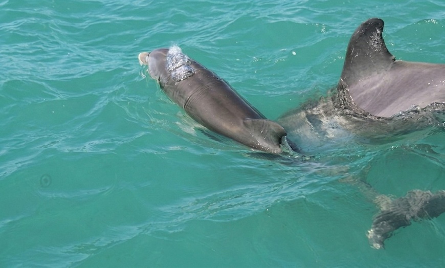 Image 4: SafeSea in Fort Myers, FL
