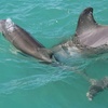 Image 4: SafeSea in Fort Myers, FL