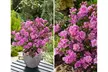 Set van 3, 4 of 8 Azalea's met kleurrijke bloemen in kleur naar keuze - Image 3