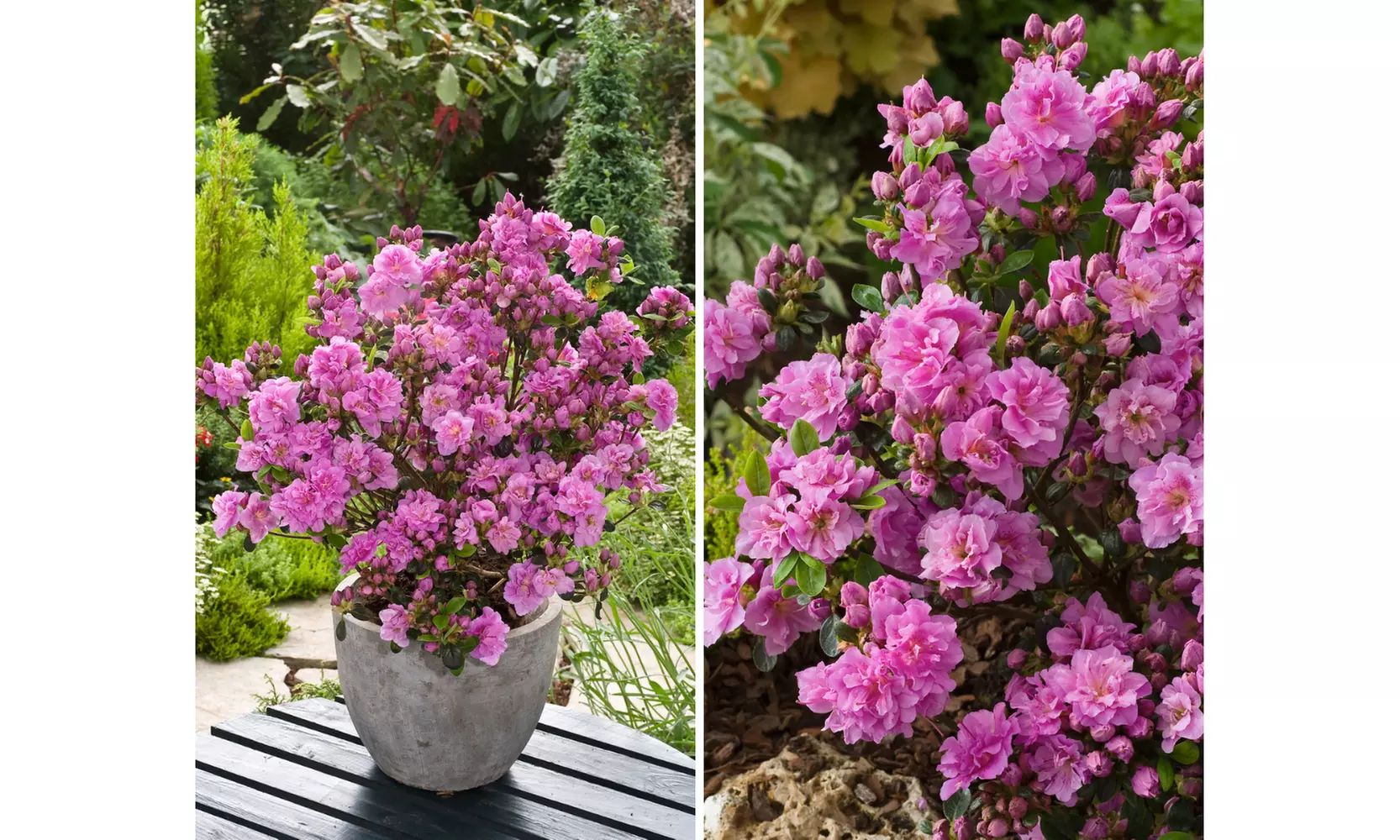 Set van 3, 4 of 8 Azalea's