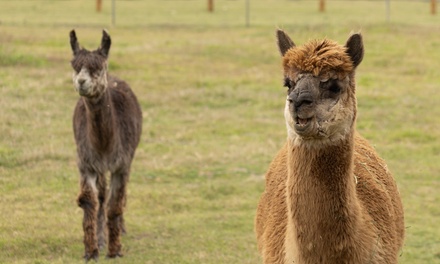 Child Ticket (5+ group) - Hawk Ranch Wedding Venue and Farm and Animal Tours, Murrieta, CA
