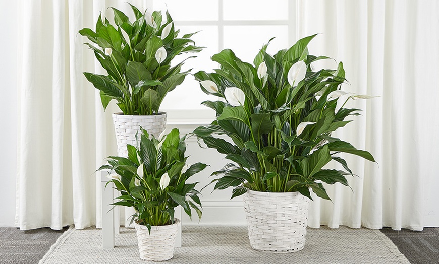 Image 14: Unique Plant Gifts FTD.com Same-Day Delivery Up to 58% Off