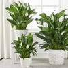 Image 14: Unique Live Plant Gifts FTD.com Same-Day Delivery Up to 55% Off
