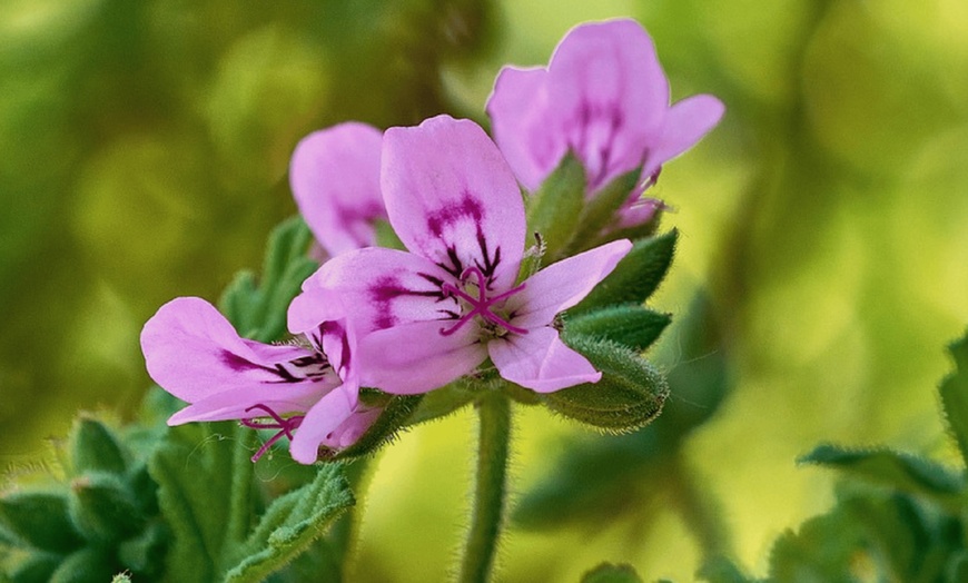 Image 3: 6er-Set Zitronengeranie