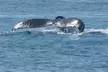 Luxury San Diego Whale Watching Tour - Up to 35% Off with Wild Pacific Whale Watch  - Second Medium