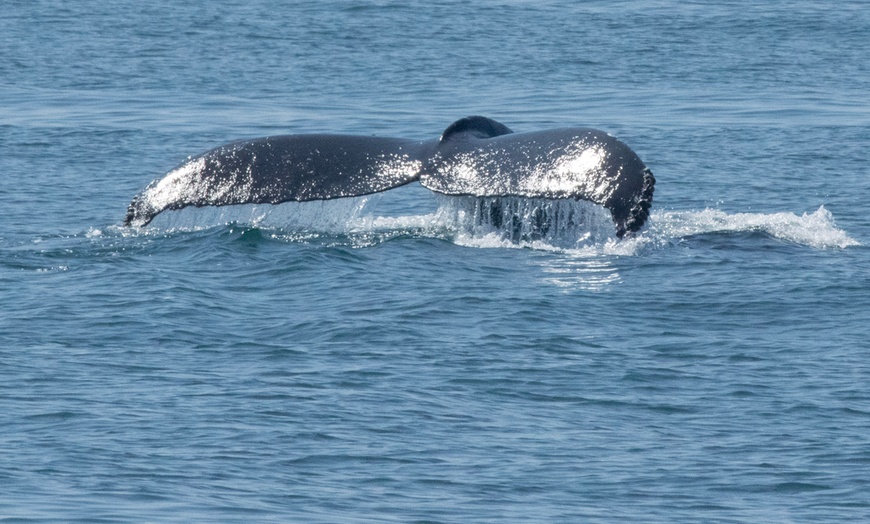 Image 5: Luxury San Diego Whale Watching Tour