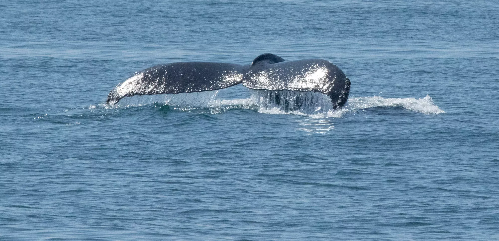 Luxury San Diego Whale Watching Tour