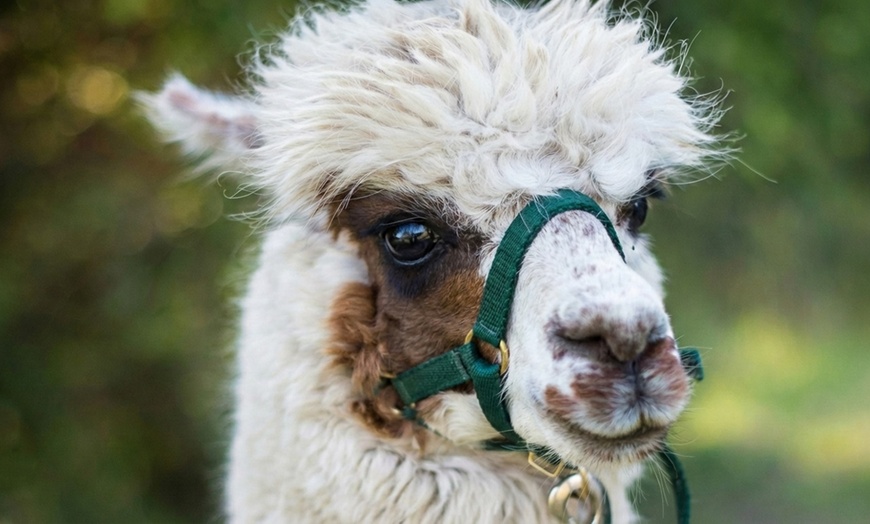 Image 11: 30-Min Alpaca VIP Experience: Alpaca w/ Lanyard & $5 Voucher for 1-6