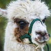 Image 11: 30-Min Alpaca VIP Experience: Alpaca w/ Lanyard & $5 Voucher for 1-6