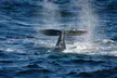 Embark on a 3-Hour Ocean Safari: Whales, Dolphins & Birds Await with The Starlight Fleet (Save 22%)! - Second Medium