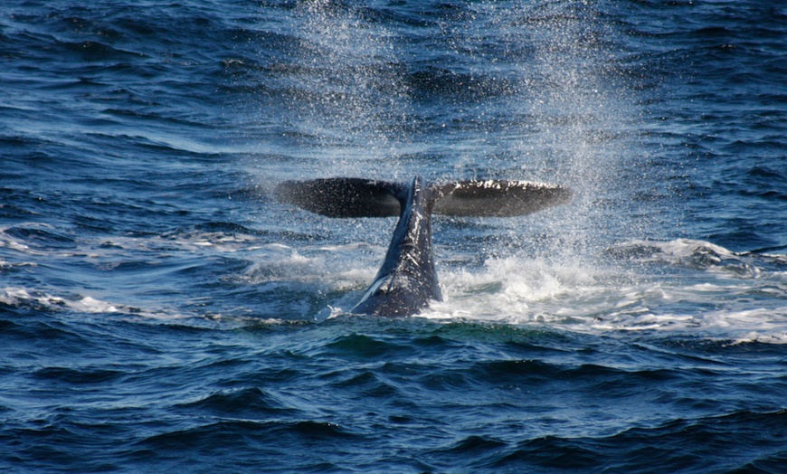 Image 5: 3-Hour Whale, Dolphin & Bird Trip - Experience Nature Close Up! 
