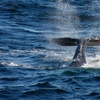 Image 12: Up to 30% Off Whale and Dolphin Watching at Starlight Fleet