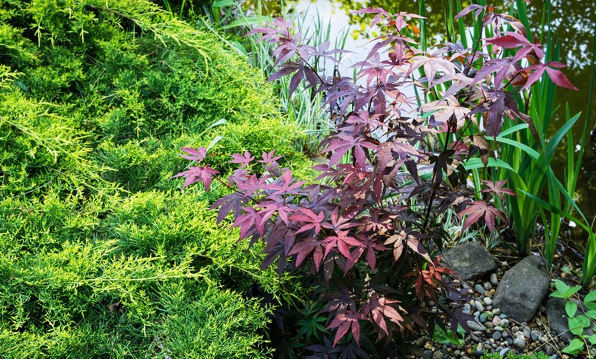 Image 2: Mixed Japanese Acer Palmatum Potted Plants