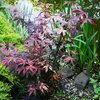 Image 2: Mixed Japanese Acer Palmatum Potted Plants