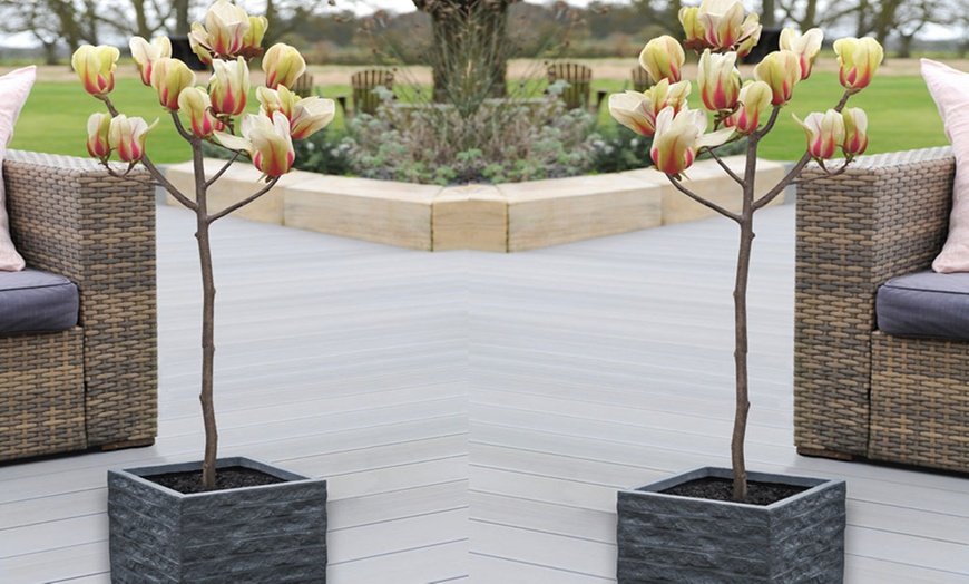 Image 2: Magnolia Patio Standard Trees - 5 Varieties to Choose From